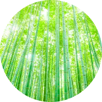 緑の竹林を下から見上げたイメージ